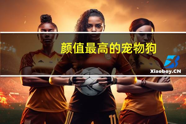 颜值最高的宠物狗