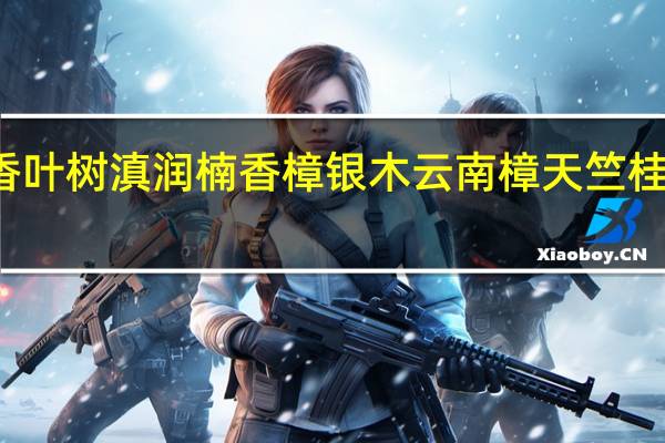 香叶树滇润楠香樟银木云南樟天竺桂的区别