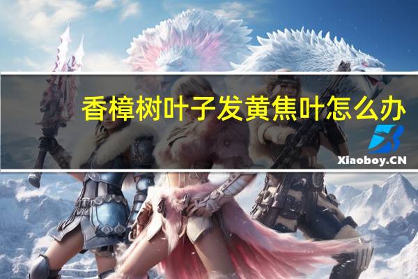 香樟树叶子发黄焦叶怎么办