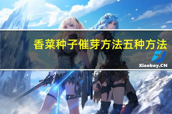 香菜种子催芽方法五种方法