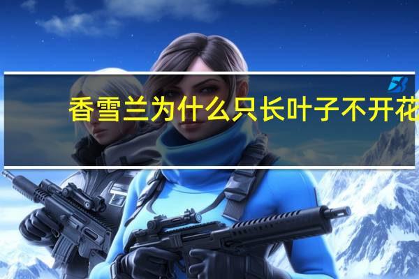 香雪兰为什么只长叶子不开花