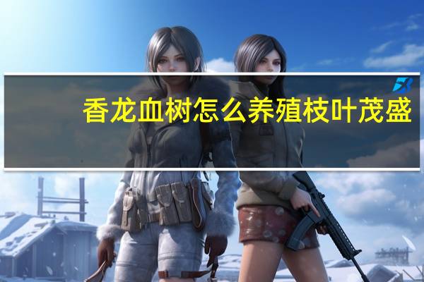 香龙血树怎么养殖枝叶茂盛