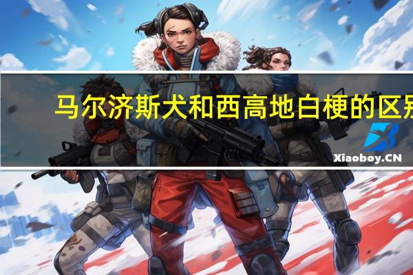 马尔济斯犬和西高地白梗的区别