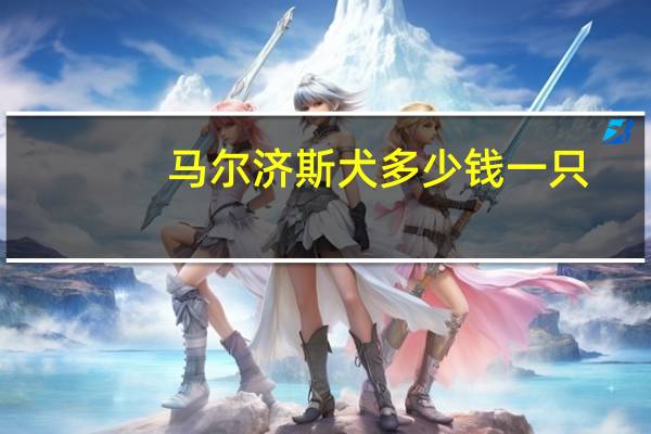 马尔济斯犬多少钱一只（玛尔济斯）