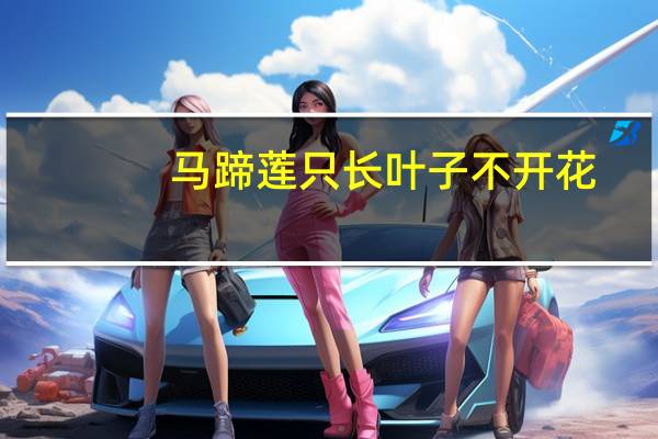 马蹄莲只长叶子不开花