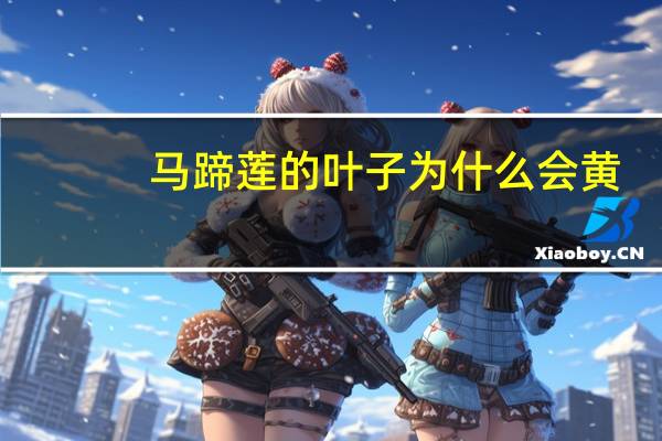 马蹄莲的叶子为什么会黄