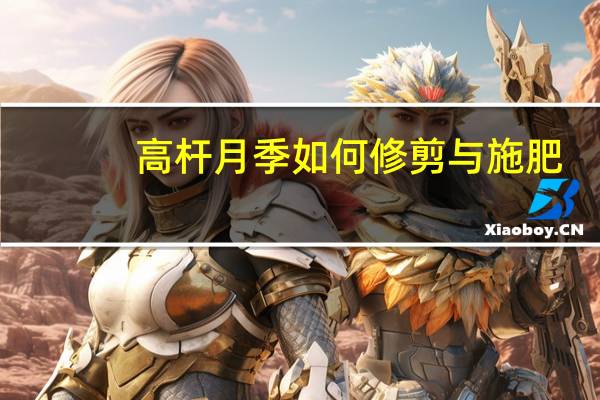 高杆月季如何修剪与施肥