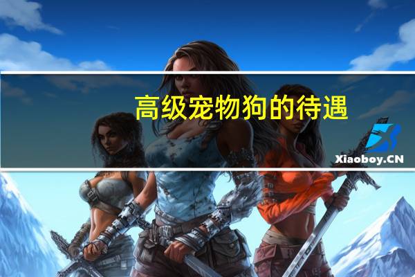 高级宠物狗的待遇