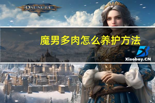 魔男多肉怎么养护方法