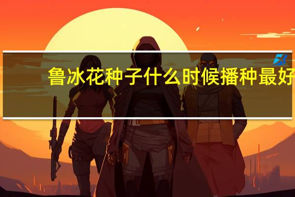鲁冰花种子什么时候播种最好