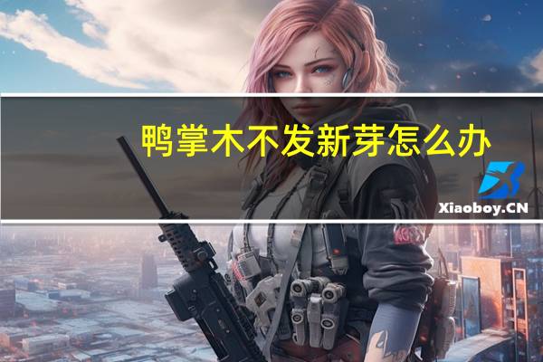 鸭掌木不发新芽怎么办