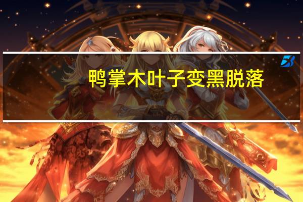 鸭掌木叶子变黑脱落