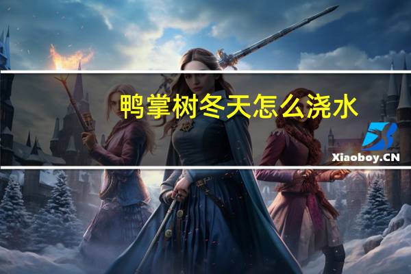 鸭掌树冬天怎么浇水