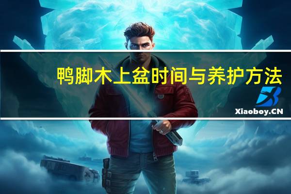 鸭脚木上盆时间与养护方法