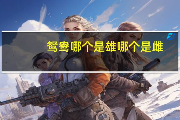 鸳鸯哪个是雄哪个是雌