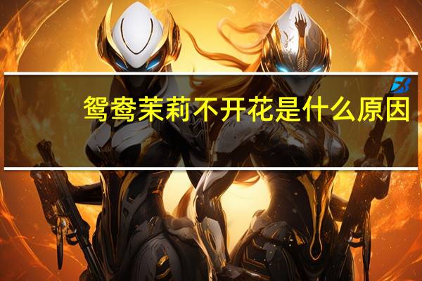 鸳鸯茉莉不开花是什么原因