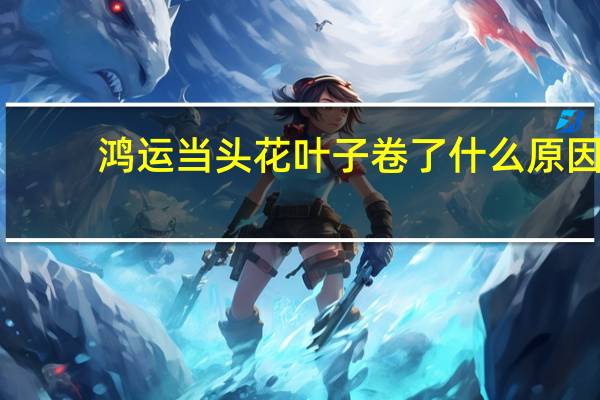 鸿运当头花叶子卷了什么原因?
