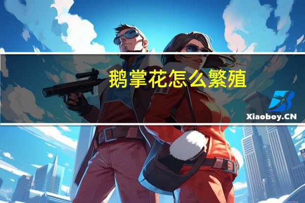 鹅掌花怎么繁殖