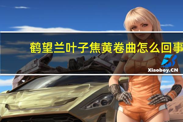 鹤望兰叶子焦黄卷曲怎么回事