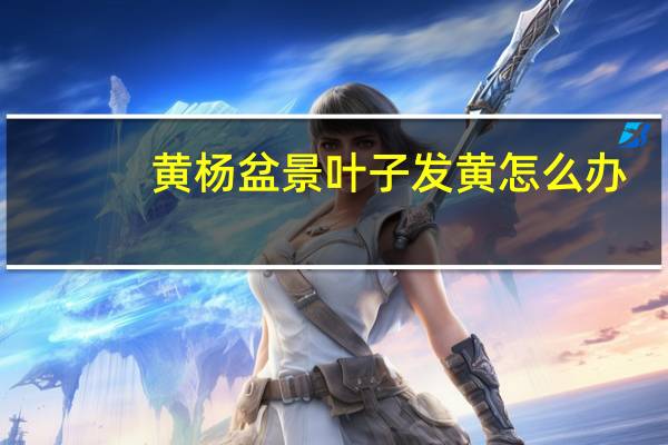 黄杨盆景叶子发黄怎么办