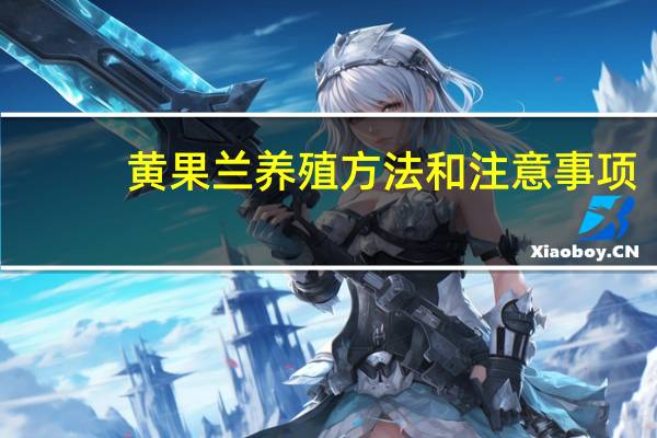 黄果兰养殖方法和注意事项