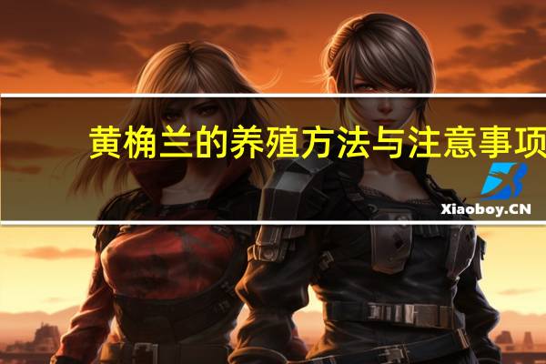 黄桷兰的养殖方法与注意事项：温度适宜可花开不绝