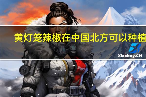 黄灯笼辣椒在中国北方可以种植吗