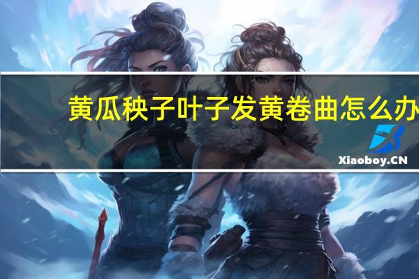 黄瓜秧子叶子发黄卷曲怎么办