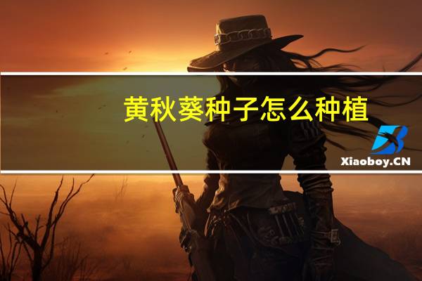 黄秋葵种子怎么种植