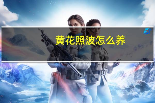 黄花照波怎么养