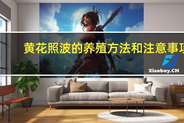 黄花照波的养殖方法和注意事项