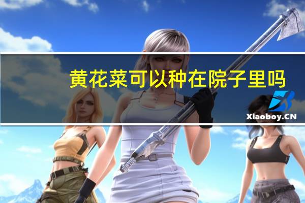 黄花菜可以种在院子里吗