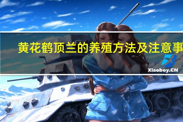 黄花鹤顶兰的养殖方法及注意事项