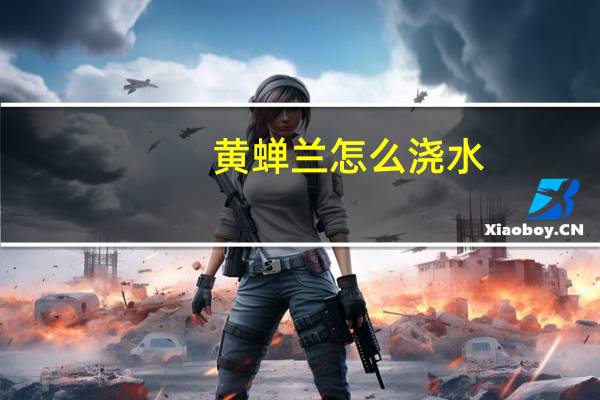 黄蝉兰怎么浇水