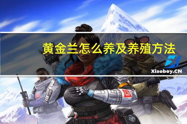 黄金兰怎么养及养殖方法