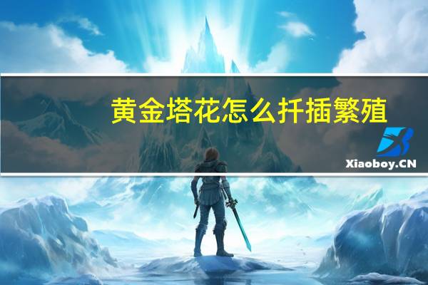 黄金塔花怎么扦插繁殖
