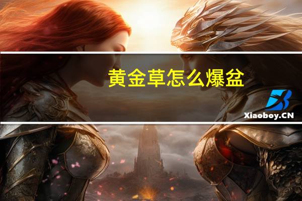 黄金草怎么爆盆