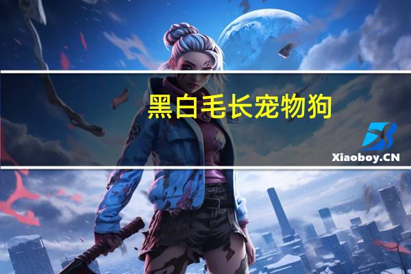 黑白毛长宠物狗