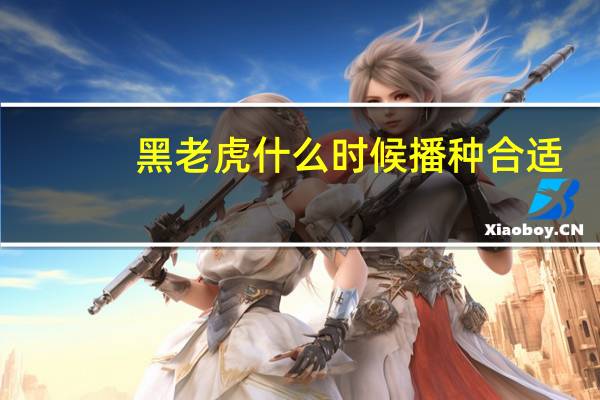 黑老虎什么时候播种合适