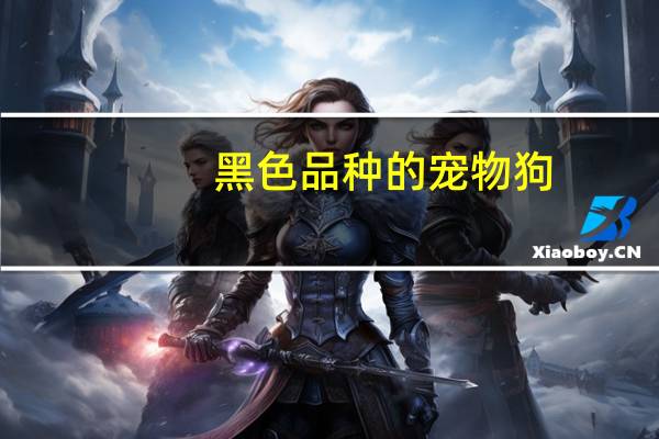 黑色品种的宠物狗