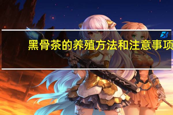 黑骨茶的养殖方法和注意事项