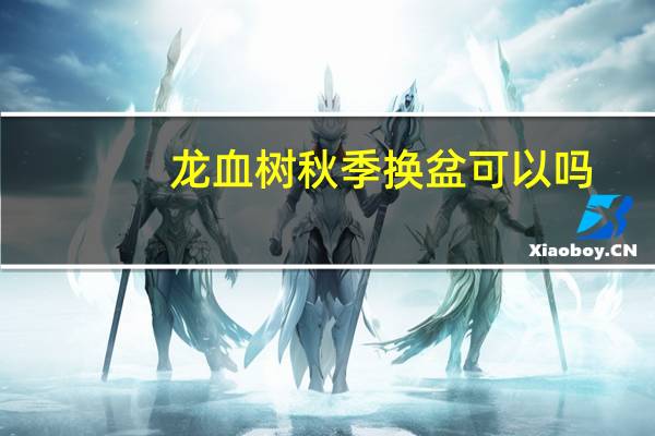 龙血树秋季换盆可以吗