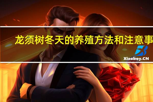 龙须树冬天的养殖方法和注意事项