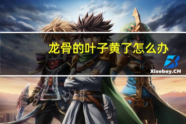 龙骨的叶子黄了怎么办