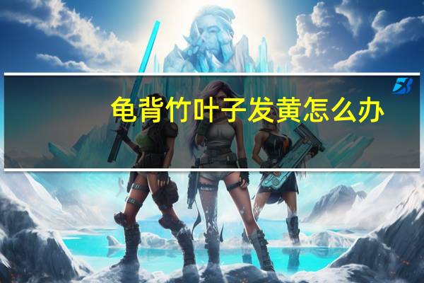 龟背竹叶子发黄怎么办：叶子发黄的原因分析和处理方法