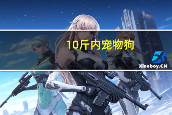10斤内宠物狗