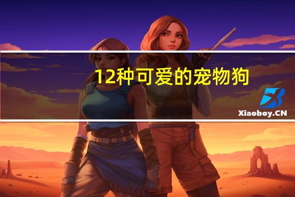 12种可爱的宠物狗