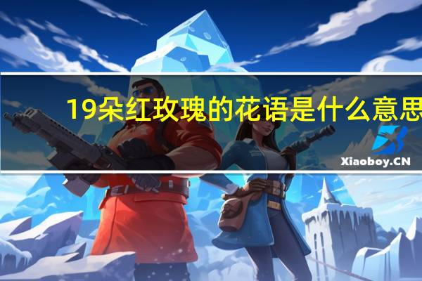 19朵红玫瑰的花语是什么意思