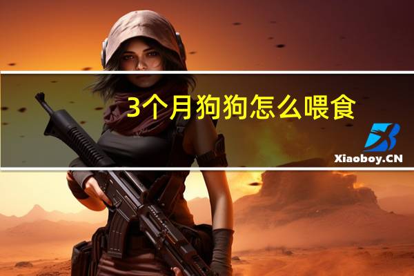 3个月狗狗怎么喂食