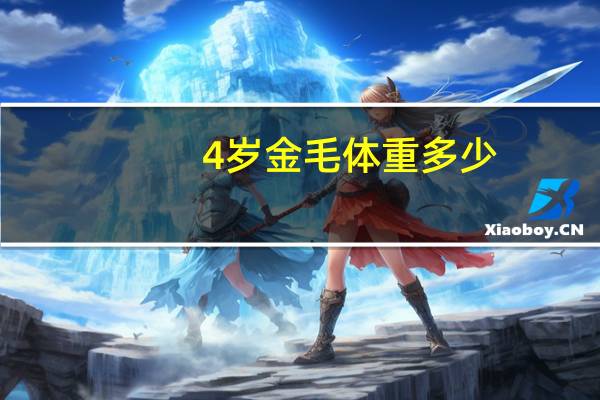 4岁金毛体重多少